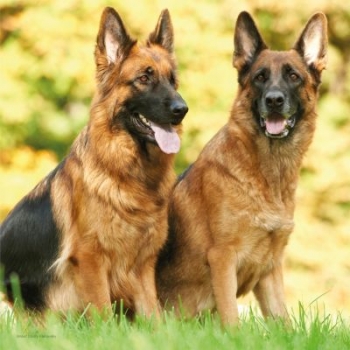 Meine schönsten Hunde-Fotos