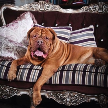 Meine schönsten Hunde-Fotos