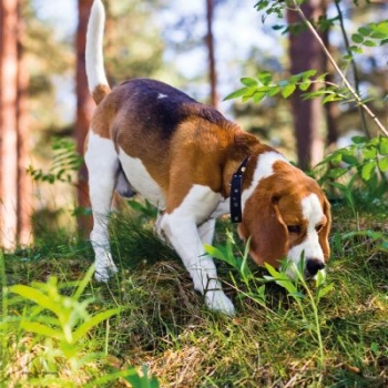 Meine schönsten Hunde-Fotos