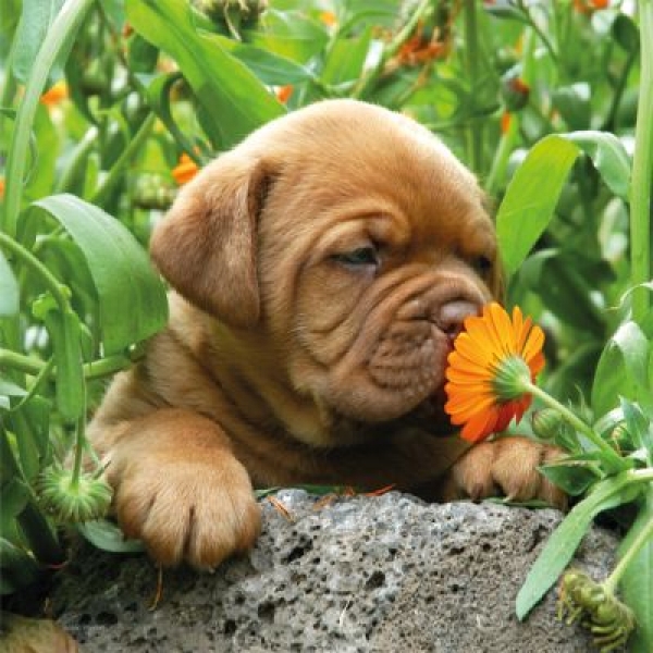 Meine schönsten Hunde-Fotos