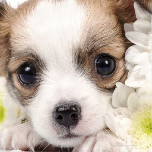 Meine schönsten Hunde-Fotos